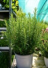 Potted aromatic rosemary - Mediterranean plant in Ponte-Leccia