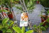 Pistachier - Pépinière à Santulina - Piedigriggio, Corse