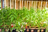 Plants de Tomates Corses