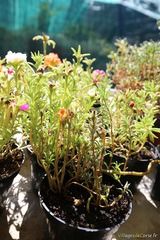 Portulaca in vaso - Fiore resistente - Vivaio a Santulina - Piedigriggio, Corsica