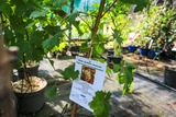 Vigne muscat blanc pépiniere A Santulina Ponte Leccia - Corse