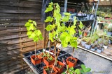 Vigne pépiniere A Santulina Ponte Leccia - Corse