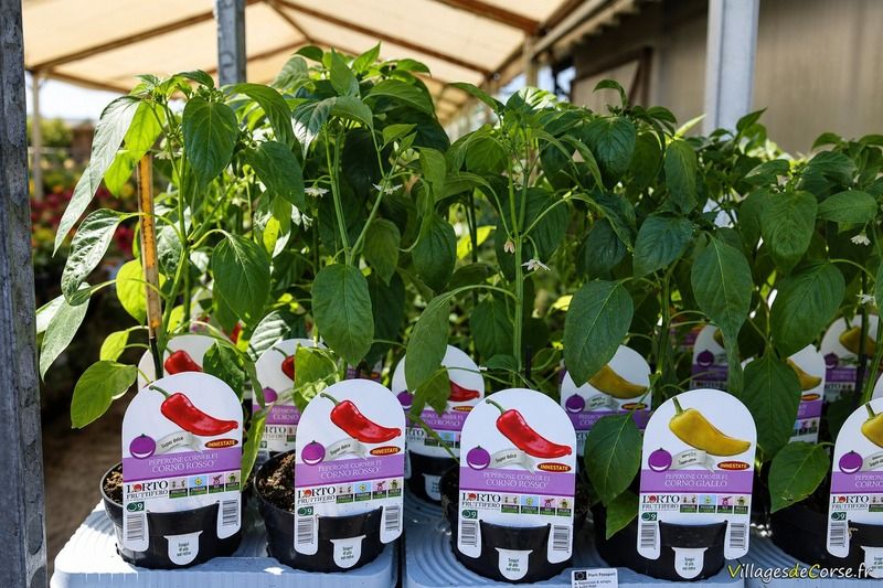 Grafted pepper plants - A Santulina Nursery in Ponte-Leccia