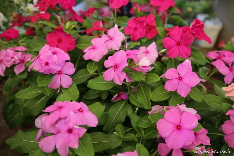 Vinca rosea - Vivaio a Santulina - Piedigriggio, Corsica