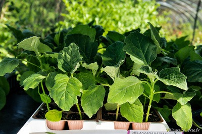 Striped white eggplants - Vegetable plants in Ponte-Leccia