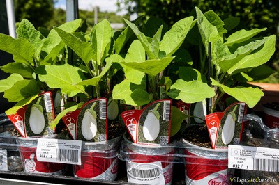 White eggplant seedlings - A Santulina Nursery in Ponte-Leccia