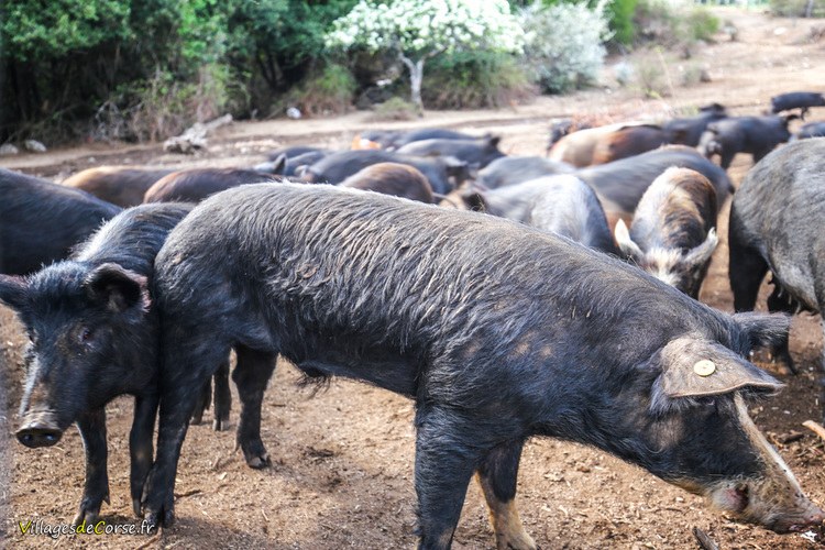 Corsican Breed Pigs