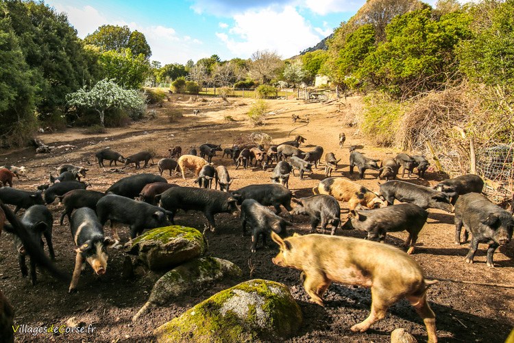 Corsican Pig Farm