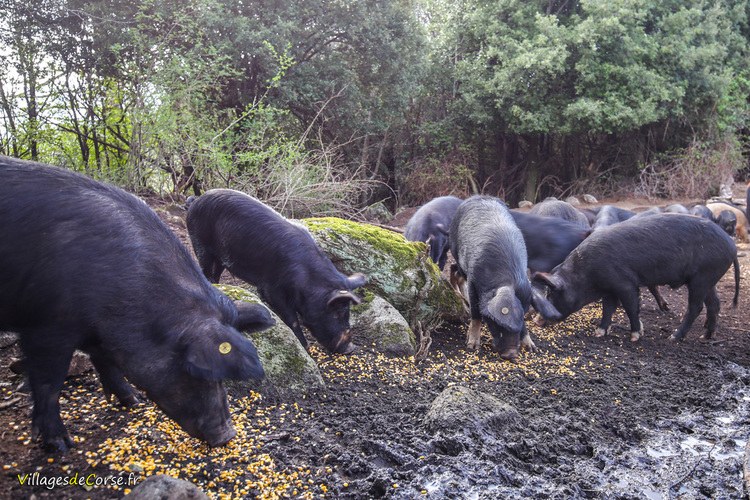 Korsische Schweine