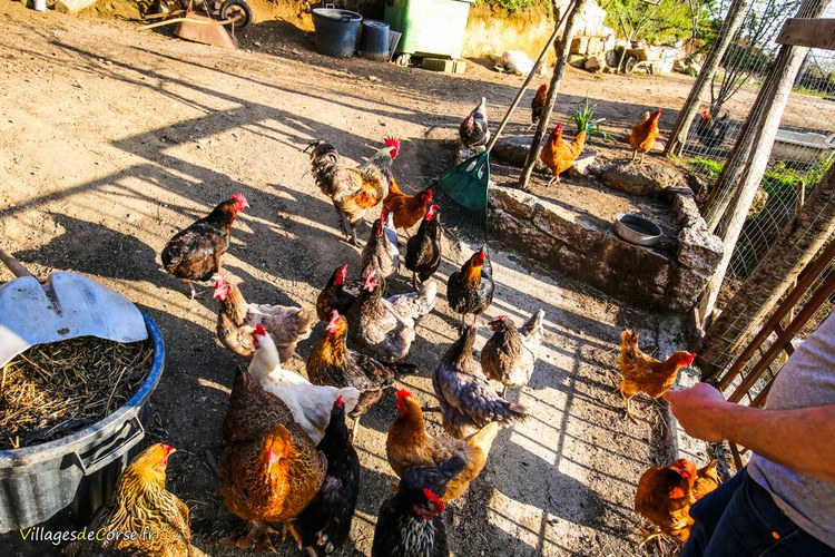 Chicken Coop