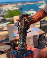 Fresh fish of the day - Local catch in Centuri for U Palmentu Restaurant