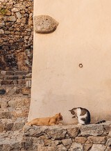 Katzen rund um das Restaurant A Casarella