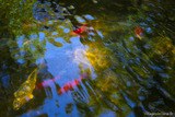 Bassin Poissons Rouges