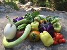 Verdure fresche