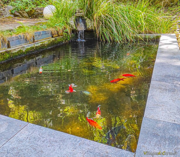 Pesces rouges