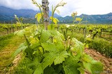 Vignes Vin Domaine Maestracci Feliceto