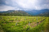 Vignoble Vin Domaine Maestracci Feliceto