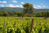 View of the Clos Canarelli estate - Figari and Bonifacio in Southern Corsica