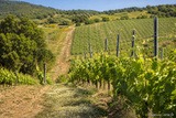 Clos Canarelli vineyard estate - Figari in Southern Corsica