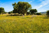 Clos Canarelli vineyard estate - Figari in Southern Corsica