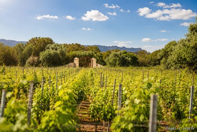 Tarra di Sognu vineyard - Clos Canarelli wines near Bonifacio in Corsica