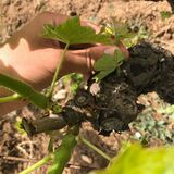 Vigne A Peraccia Peri