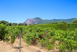 Viti corse - Monte Gozzi - A Peraccia - Peri, Corsica