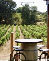Viti - Domaine A Peraccia - Ajaccio, Corsica