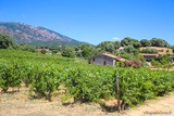 Korsisches Weingut - Domaine A Peraccia - Peri, Ajaccio