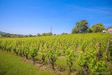 Vignoble Vin Corse Bio à Peraccia Peri