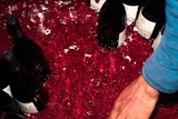 Vino rosso - Domaine A Peraccia - AOP Ajaccio - Corsica