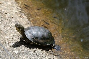 Europäische Sumpfschildkröte