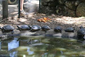 Chinesische Rotnacken-Sumpfschildkröte