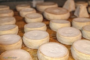 Le fromage corse affiné, pilier de la gastronomie insulaire