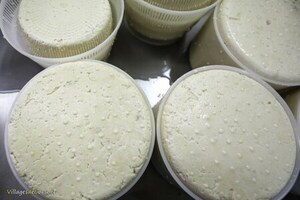 Fromage frais corse : moelleux, authentique et doux