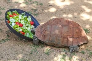 Südliche Spornschildkröte