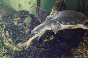 Schweinenasenschildkröte