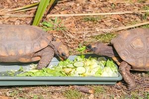 Gelbkopfschildkröte