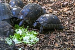 Gesäumte oder marginalisierte Schildkröte