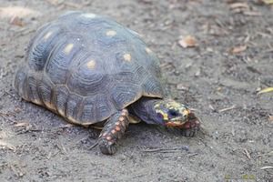 Köhlerschildkröte