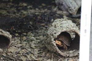 Schildkröte Cinixys Geknabbert - Kinixys Rrosa