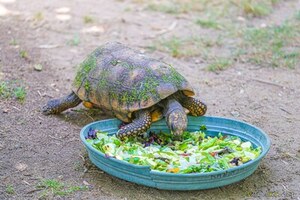 Tortue denticulée