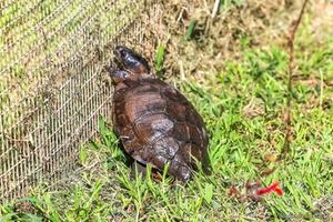 Waldschildkröte