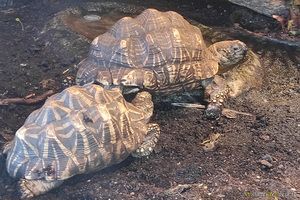 Indische Sternschildkröte