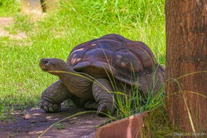 Galápagos-Riesenschildkröte