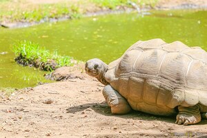 Seychellen-Riesenschildkröte