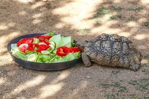 Leopardschildkröte