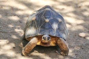 Tartaruga radiata