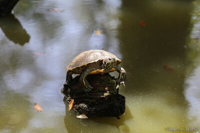 Tortue à tempes rouges - A Cupulatta