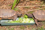 Tortue a tete jaune parc a cupulatta ajaccio corse